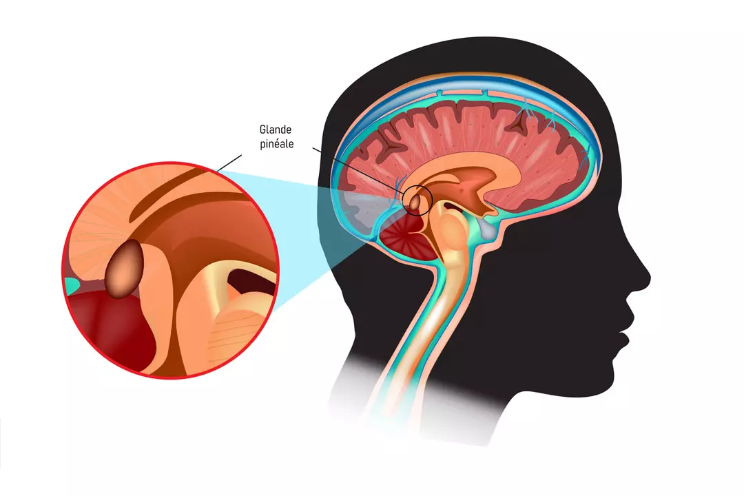 glande pineale neuro stimulation hypnose jonathan lespinasse